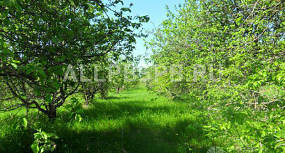 Готовый бизнес  яблоневый сад 4.5 га + 5 га под пруд в подарок