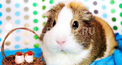 Продажа:  контактный зоопарк