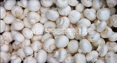 Производство шампиньонов!