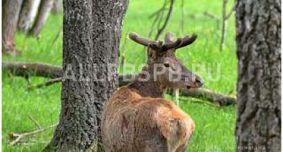 Продается  охотничье хозяйство рядом с заповедником (370 км)