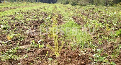 Готовый бизнес  питомник крупномеров