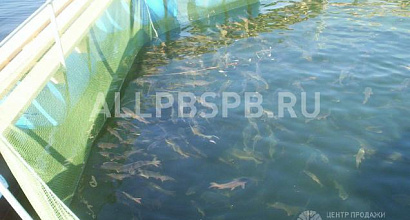 Готовый бизнес  предприятие по производству рыбы. 6 лет работы