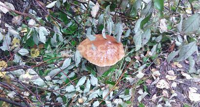 Готовый бизнес  замля с/х назначения 144 гектар 