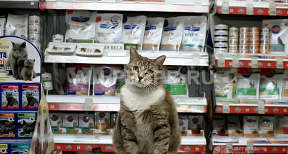Зоомагазин на первой линии с окупаемостью до одного года