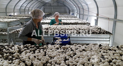 Прибыльная ферма по выращиванию шампиньонов