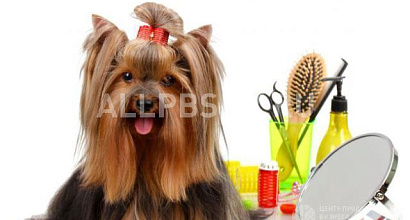 Продажа:  Груминг салон + зоомагазин. Продаю готовый бизнес