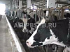 Готовый бизнес  продам. прибыльное дело. ферма