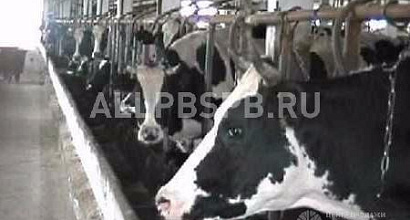 Готовый бизнес  продам. прибыльное дело. ферма