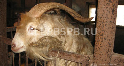 Продажа:  готовое кфх