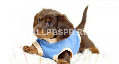 Интернет-магазин товаров для животных