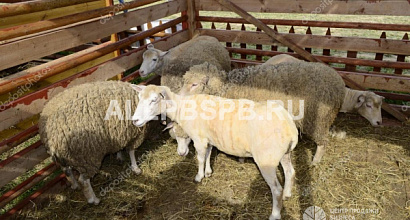 Готовый фермерский бизнес окупаемостью до года в 100 км от Санкт-Петербурга