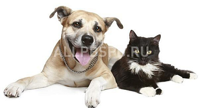 Продается  продается интернет-магазин зоотоваров 