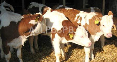 Продажа: Готовый бизнес  ферма с землёй в собственности