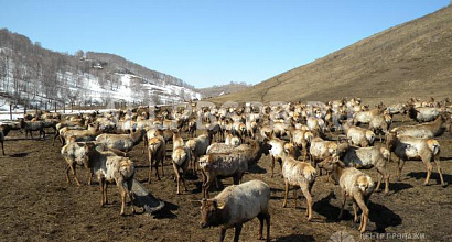 Продажа:  маральник в алтайском крае