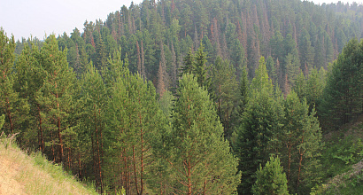 Готовый бизнес по переработке древесины в Вологодской области