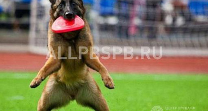 Продажа:  продается ветклиника + груминг салон + зоотовары