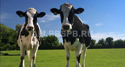 Колхоз в Вологодской области