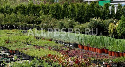 Готовый бизнес  садовый центр м. домодедовская