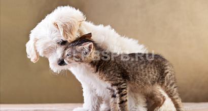 Интернет-магазин товаров для животных