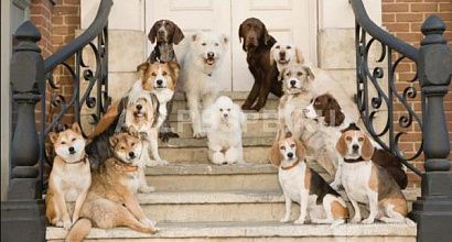 Прибыльная Зоогостинца  в Кировском районе.