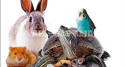 Зоомагазин в Центральном районе