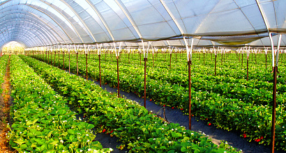 Производство зеленого лука