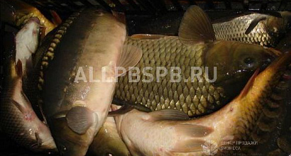 Готовый бизнес  прудовое хозяйство