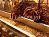 Продажа: Готовый бизнес  перепелиная мини ферма