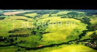 Продажа:  Готовый бизнес по выращиванию деревьев