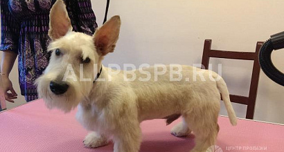 Продажа:  зоосалон для стрижки домашний животных