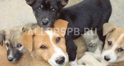 Продажа:  Продам бизнес по продаже уличных собак