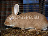 Продажа:  крестьянско-фермерск. хоз-во. выращивание кроликов