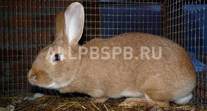 Продажа:  крестьянско-фермерск. хоз-во. выращивание кроликов