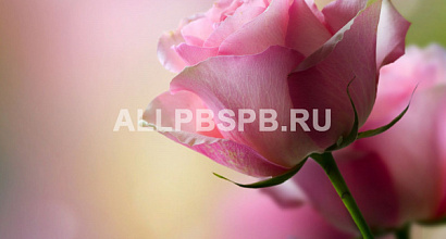 Интернет-магазин цветов