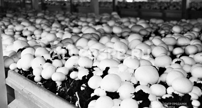 Оборудованная грибная ферма со стабильным доходом