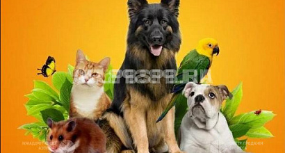 Зоомагазин