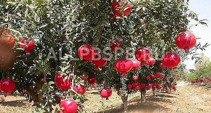 Продается  сельское хозяйство