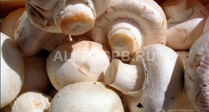 Производство шампиньонов