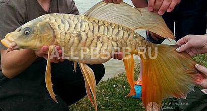 Продажа:  прибыль уже на стадии строительства прудов 