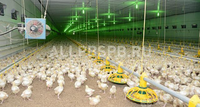 Продается  инкубаторское хозяйство в пригороде 