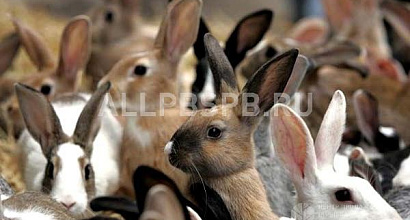 Продажа:  фермерское хозяйство по выращиванию кроликов