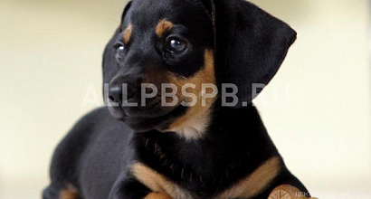 Продажа:  груминг-салон в ювао 