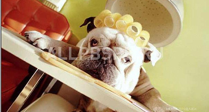 Продажа:  салон красоты для ваших питомцев