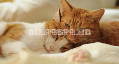 Раскрученная зоогостиница с высоким спросом в Московском районе