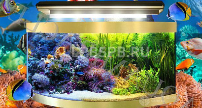 Продажа:  Аквариумный бизнес