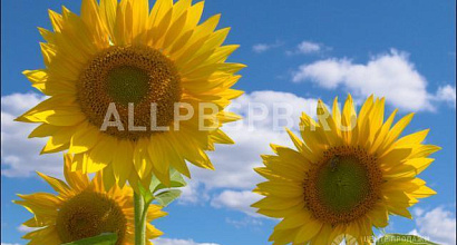 Продажа:  продаю с/х предприятие с прибылью 50 млн в год